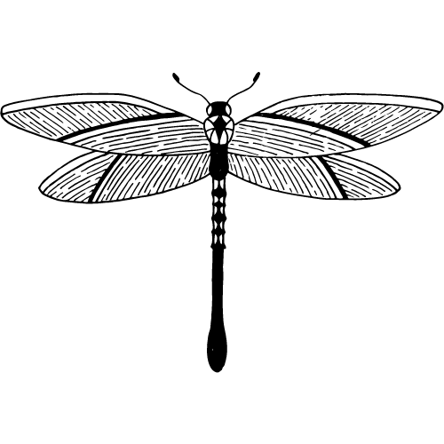 Dragonfly_Notion